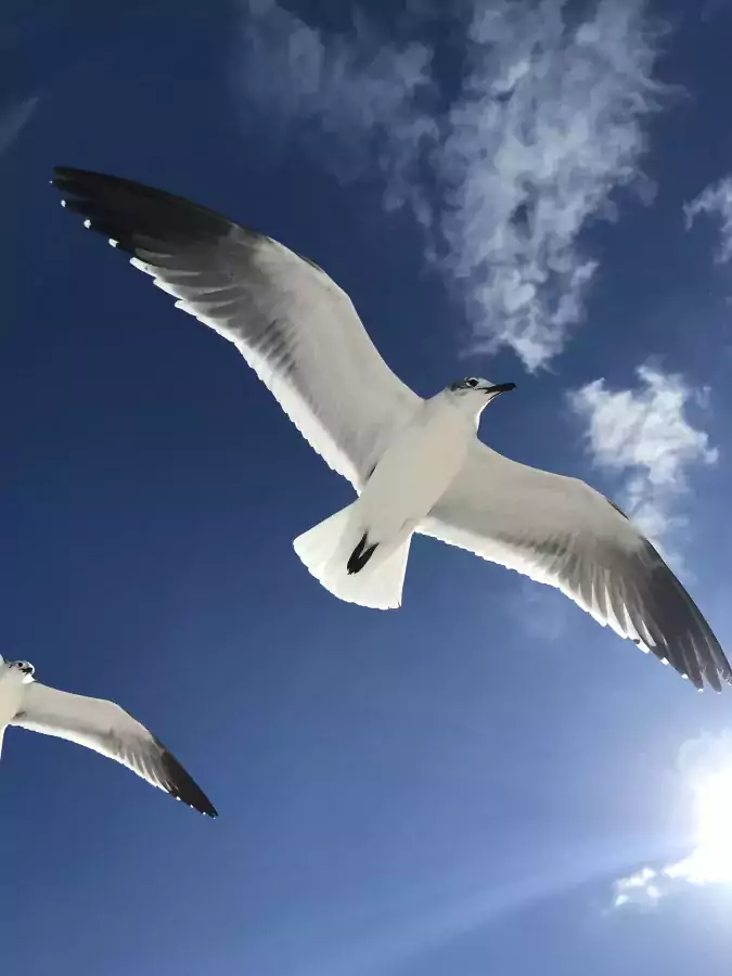 Attorney Alexander Ivakhnenko - Иммиграционный адвокат в США