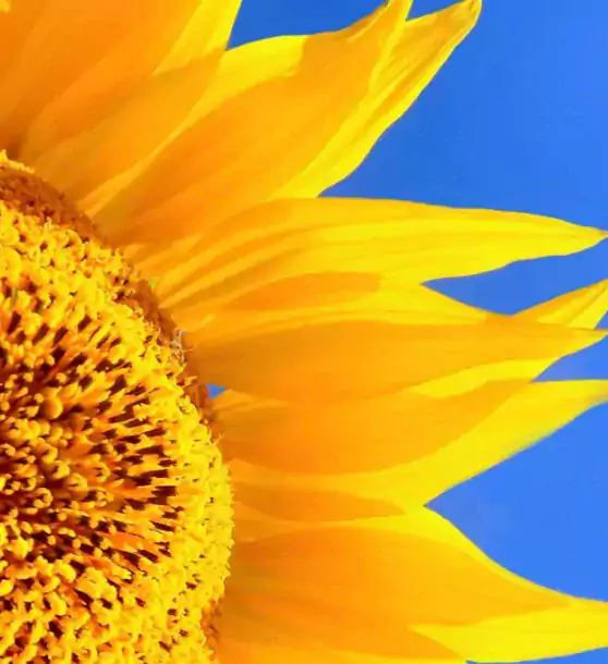 Подсолнух — Образовательный Детский сад - Детские сады в Вашингтоне