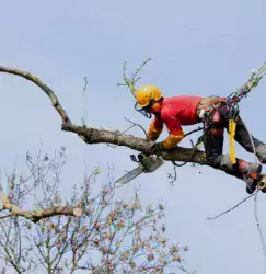 Срезка деревьев — Арборист - Другие услуги в Сиэтле