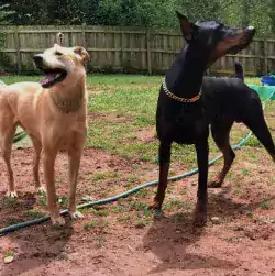 Ali’s doggy daycare — Отель для ваших пушистиков - Другие услуги в Атланте