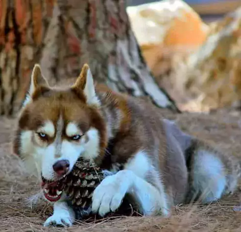 Dog Trainer(Кинолог) - Другие услуги в Филадельфии