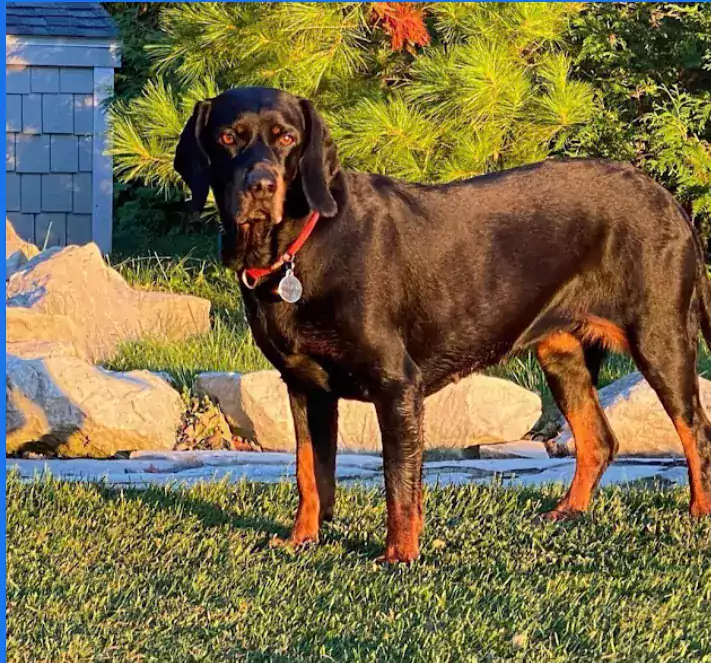 Animal Health Clinic в Уилинге - Ветеринарные клиники в Чикаго