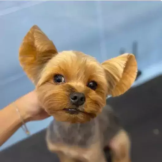 Lilac, Groomer(Грумер) - Другие услуги в Орландо