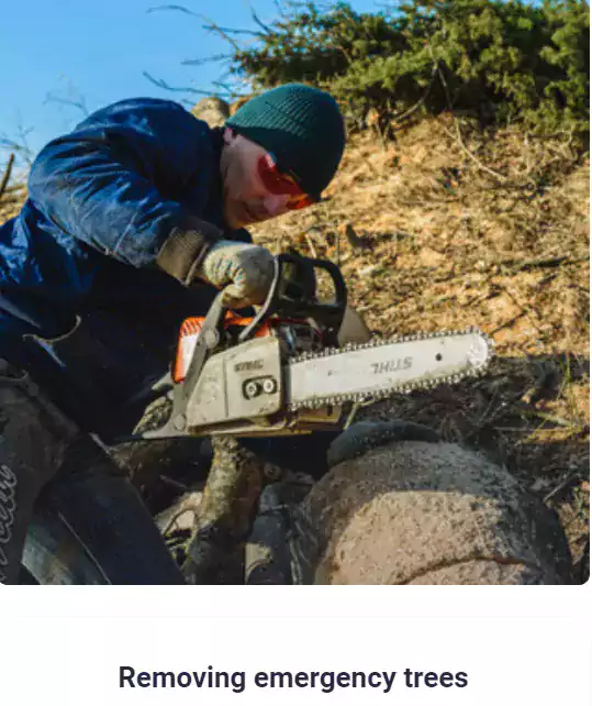 Удаление аварийных деревьев - Другие услуги в Сиэтле