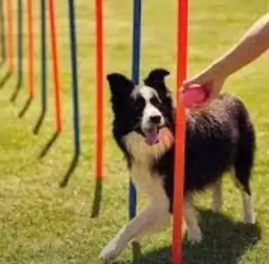 Дрессировка щенков - Другие услуги в Чикаго