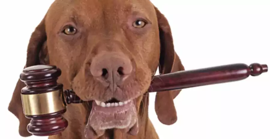 Майя Шульман Адвокат по Семейному Праву в Калабасас Калифорния - Адвокат по семейному праву в Лос-Анджелесе