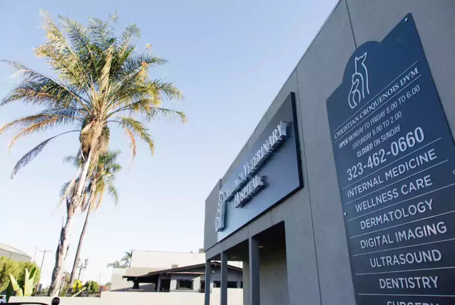 Марина Котларенко D.V.M. - Ветеринарные клиники в Лос-Анджелесе