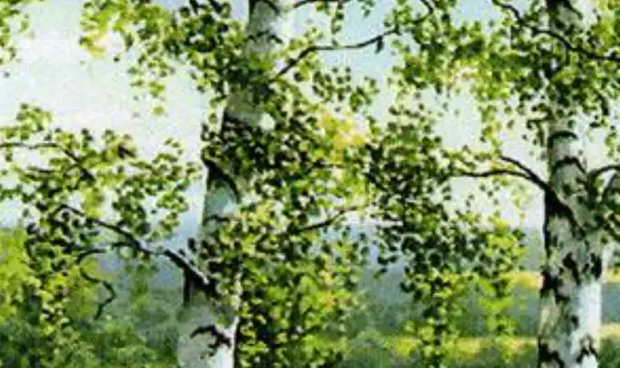 Russian Language and Arts Center - Шахматы, Иностранные языки в Бостоне