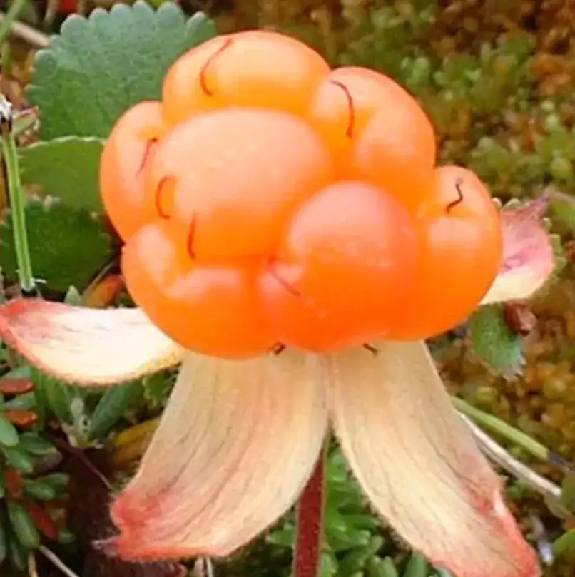 Cloudberry Language School - Иностранные языки в Чикаго