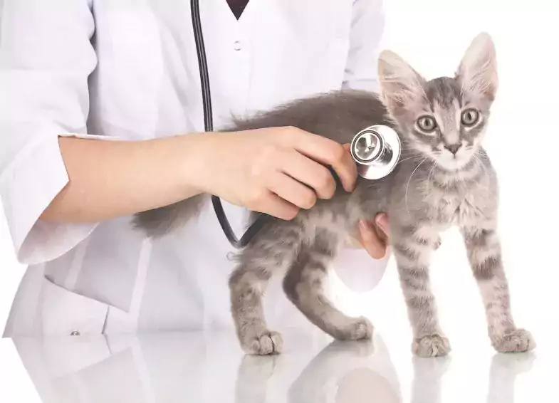 Veterinarian In Queens/ Park Animal Clinic - Ветеринарные клиники в Нью-Йорке
