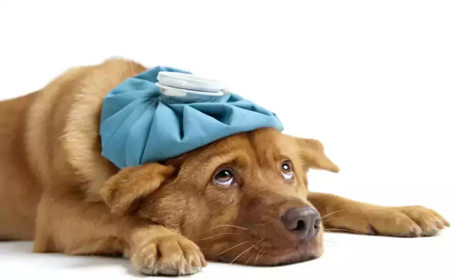 Аптека для животных /Rego Park Animal Clinic - Аптеки в Нью-Йорке