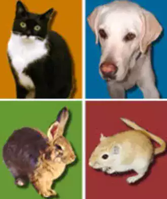 Internet Pharmacy "Veterinary Center Symphony" - Аптеки в Нью-Йорке