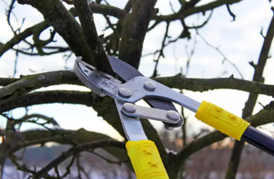 Уборка и обрезка деревьев/ Мойка под давлением - Другие услуги в Майами