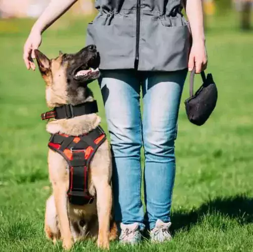 Услуги Кинолога/ Берг - Другие услуги в Нью-Йорке