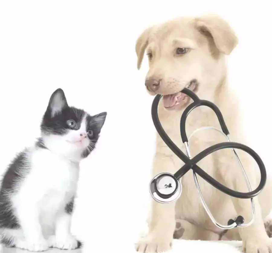 Healthy Pets Veterinary Hospital - Ветеринарные клиники в Сан-Франциско