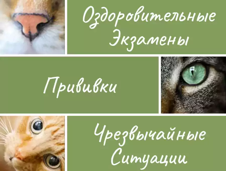 Cat Doctor - Ветеринарные клиники в Хьюстоне