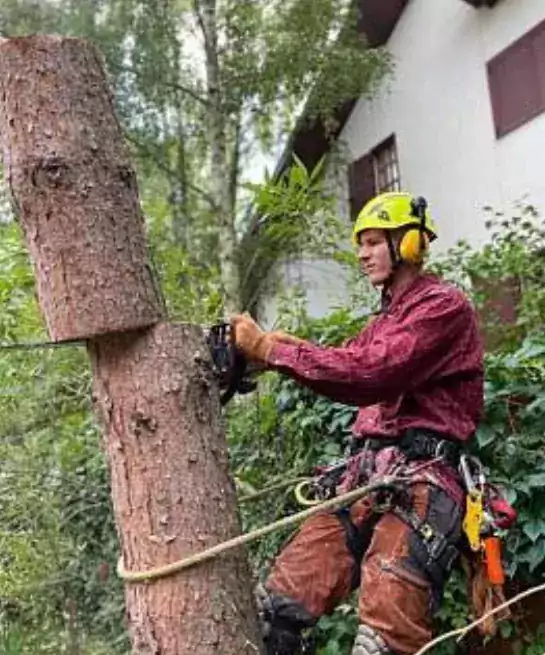 Спил, удаление, обрезка деревьев - Другие услуги в Джерси-Сити