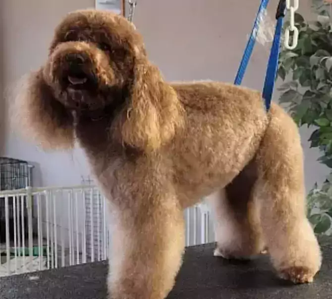 Shaynedoro Pet Beauty Salon - Другие услуги в Тампе