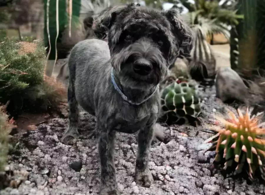 Уход за собаками - Другие услуги в Финиксе