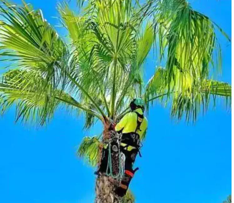Обрезка пальм - Другие услуги в Тампе