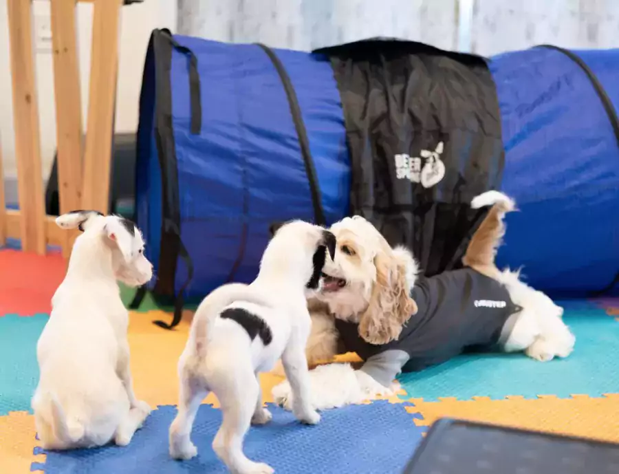 Центр дрессировки собак - Другие услуги в Филадельфии